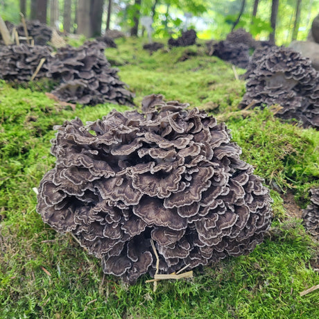 Mycélium de maitake bio
