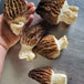 Morilles de culture