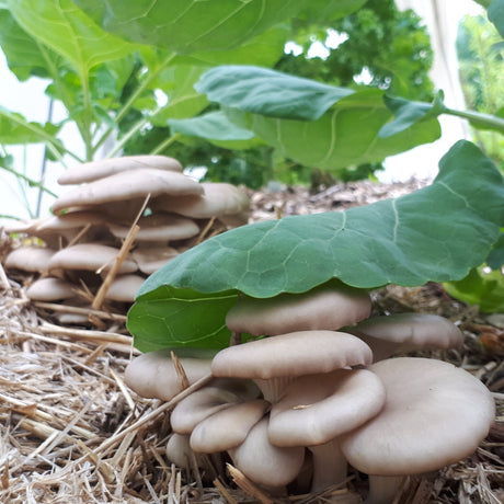 Mycélium - Trousse pour culture du pleurote au jardin