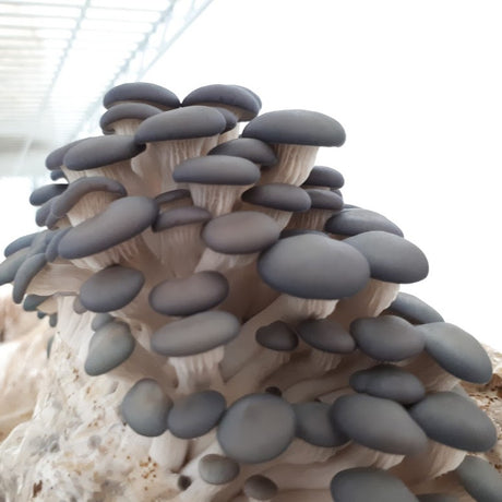Mycélium de pleurote en forme d'huître bleu bio