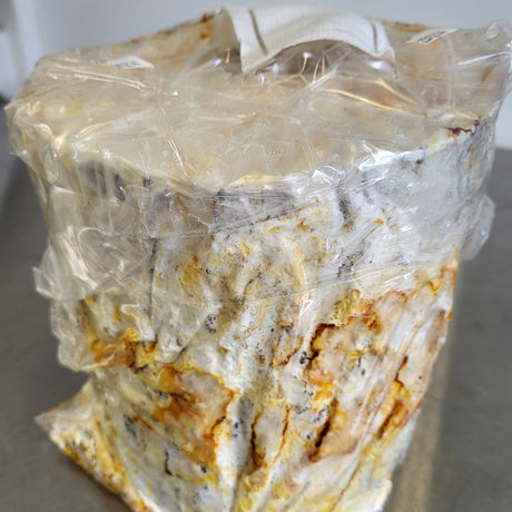 Mycélium - Bille de bois avec maitake