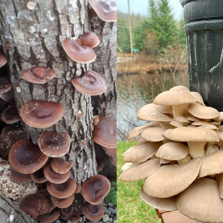 Ateliers pratiques d'implantation de champignons en pot et sur bille de bois