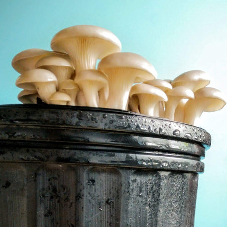 Mycélium - Fungi Pot
