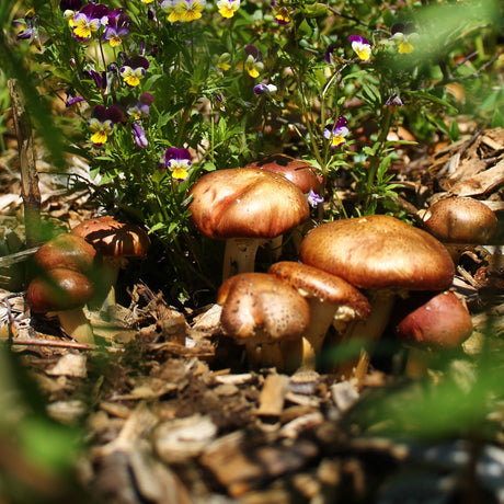 Mycélium de strophaire bio