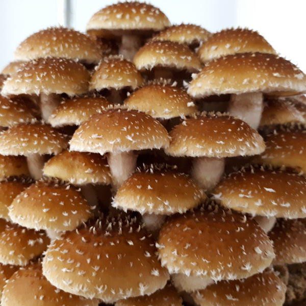 Pholiotes - Pholiota Adiposa « Mycélium – Les 400 Pieds de Champignon