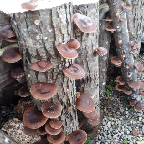 Mycélium de shiitake bio pour inoculation de rondins