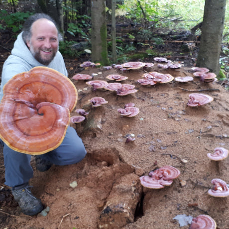 Mycélium - Bille de bois avec reishi