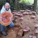 Mycélium - Bille de bois avec reishi
