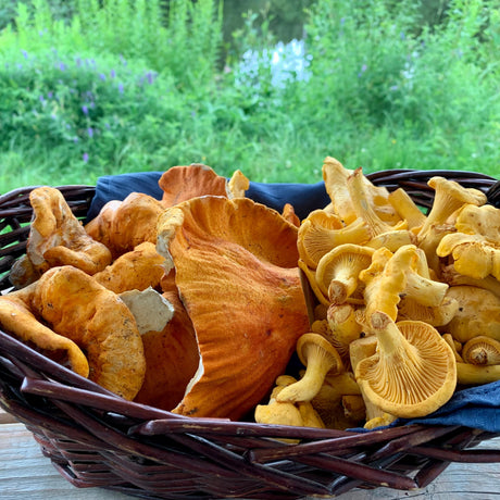 Atelier sur les champignons sauvages