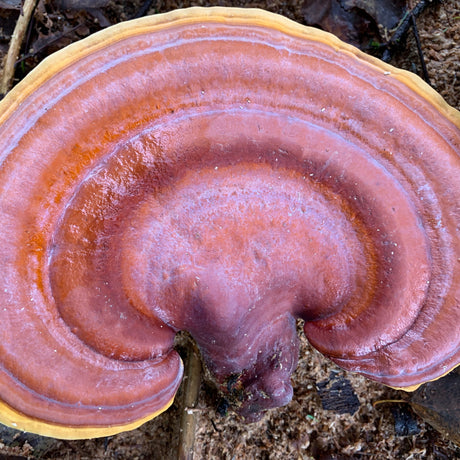 Reishi bio (Ganoderma lucidum)