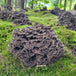 Mycélium de maitake bio