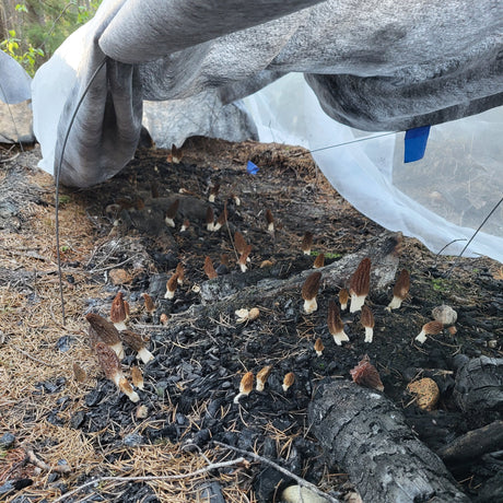 Mini serre pour morilles