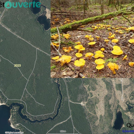 Cartes écoforestières et champignons : comment localiser les écosystèmes favorables