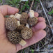 Morilles