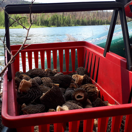 Visite et cueillette de morilles cultivées