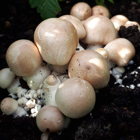 Mycélium d'agaric rubicond bio (champignon amande)