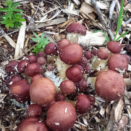 Ateliers pratiques de culture de champignons au jardin et en forêt