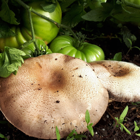 Formation complète sur la culture des champignons