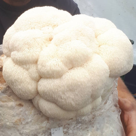 Mycélium d'hydne hérisson bio