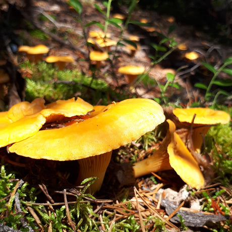 Initiation à la cueillette de champignons sauvages