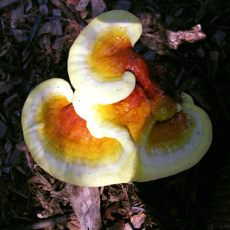 Mycélium de reishi bio
