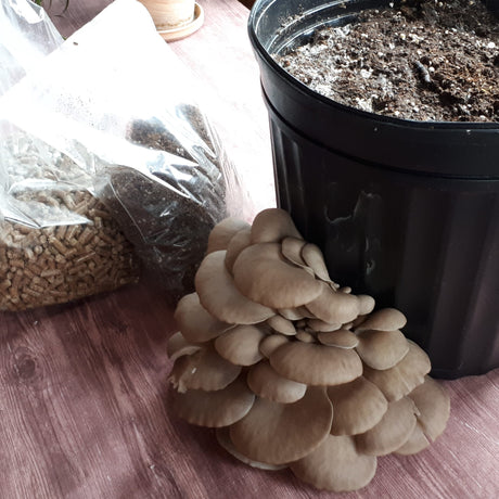 Mycélium - Trousse pour faire 2 Fungi Pots