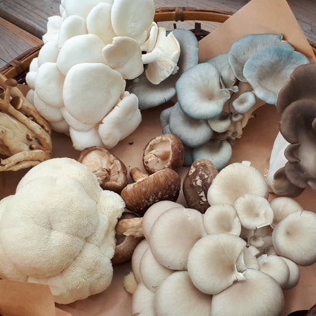 Autocueillette et atelier de cuisine des champignons