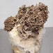 Mycélium de maitake bio