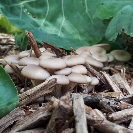 Mycélium de pleurote de l'orme bio