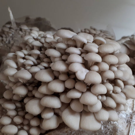 Mycélium de pleurote en forme d'huître gris bio