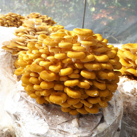 Mycélium de pleurote jaune bio
