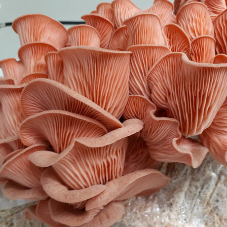 Mycélium de pleurote rose bio