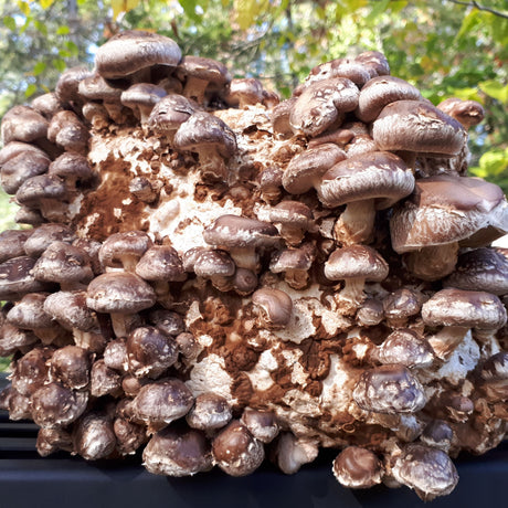 Mycélium de shiitake bio pour fructification sur le bloc